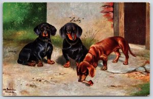 Lady Pet Dogs Two Black And One Brown Playing Bones Animals Postcard