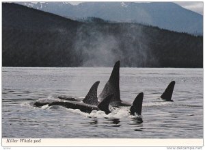 Killer Whale Pod in wild , B.C. , Canada , 50-70s Version-1 with text