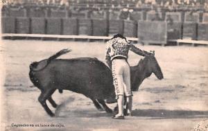 Bull Fighting  