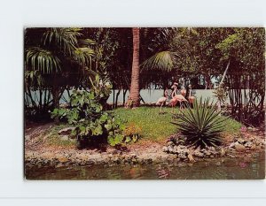 Postcard - Graceful Flamingos, at Miami's Seaquarium - Miami, Florida