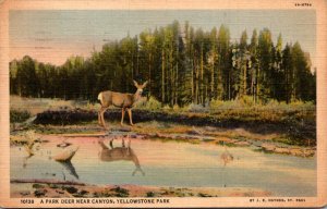 Yellowstone National Park A Park Deer Near Canyon 1938 Curteich