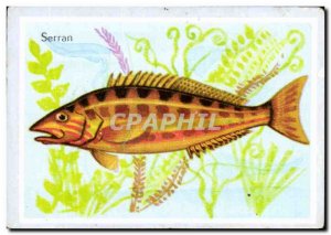 Image Serran fish Sea Perch