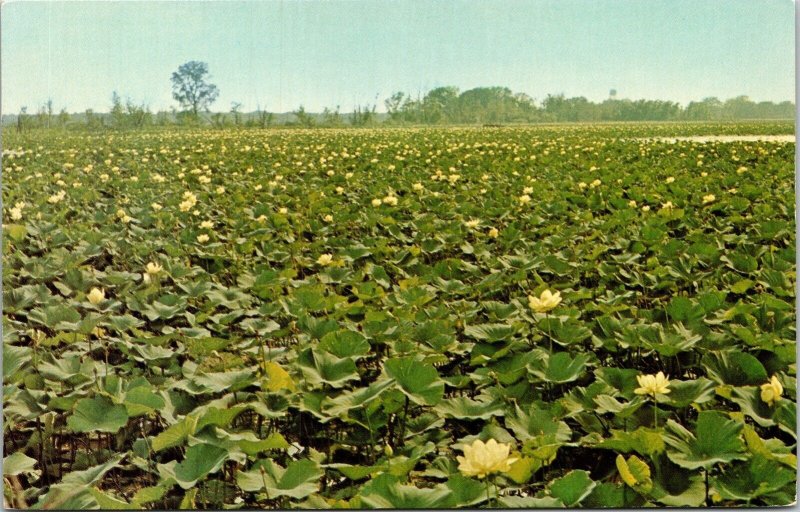 Lily Lake Amana Iowa IA Lotus Lilies Postcard VTG UNP Dexter Vintage Unused 