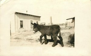 c1910 RPPC Postcard Cute Donkey Foal, Unknown US Location, Unposted