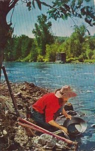 Gold Prospector Panning For Gold