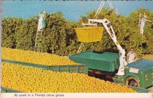 Florida Picking Oranges Florida's Golden Harvest