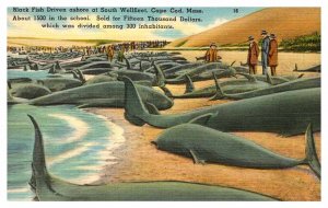 Postcard ANIMAL SCENE Cape Cod Massachusetts MA AU7565