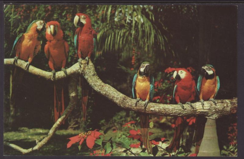 Parrots,Parrot Jungle,Miami,FL Postcard