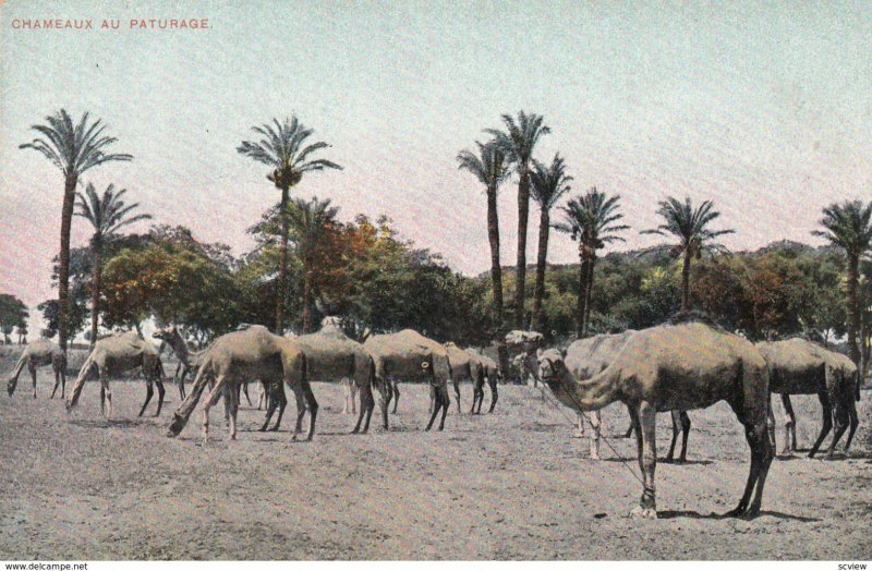 Camels , 00-10s