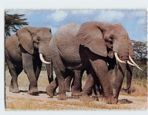 Postcard East African Game (Elephants), East Africa