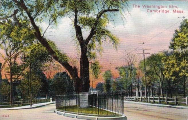 Massachusetts Cambridge The Washington Elm Tree 1909