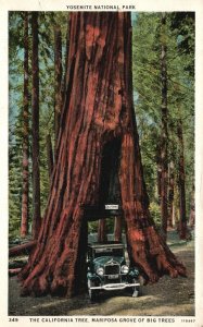 Vintage Postcard 1933 Mariposa Grove Big Tree Yosemite National Park California