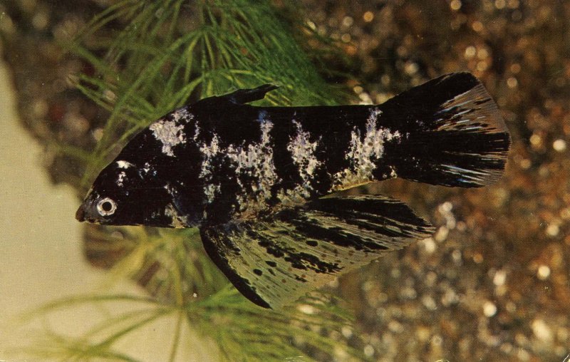 Marble Sail-finned Mollie