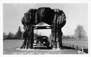 H30/ Pacific Highway Washington RPPC Postcard c40s Giant Cedar Stump Tunnel