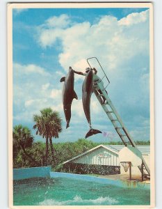 M-140976 Dolphins Gulf World Panama City Beach Florida USA