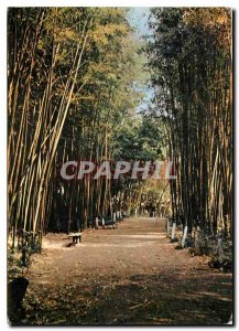 Postcard Modern Anduze (Gard) Bamboos Giants