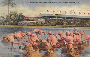 Flamingos Nesting, Hialeah Race Course Hialeah, Florida, USA 1948 