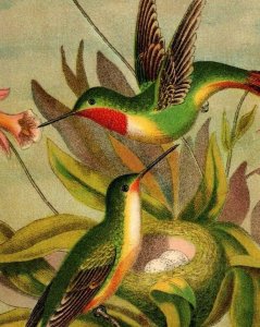 1880s-90s Victorian Clothing Trade Card Beautiful Colorful Hummingbirds Nest #5O