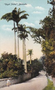 Bermuda Street Scene with Royal Palms