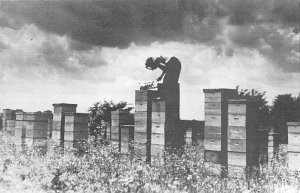 Gleanings in Bee Culture Hives Masonville, Iowa  