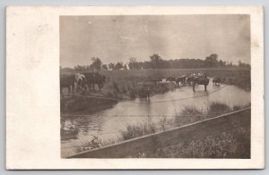Dixon IL RPPC Cows Wading In Creek 1910 Swanton Family Brodhead Wis Postcard K23