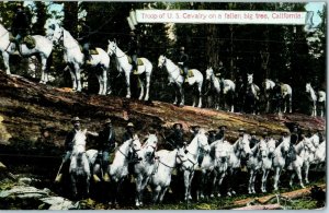 US Calvary Troop on Fallen Tree California Road of a Thousand Wonders Postcard