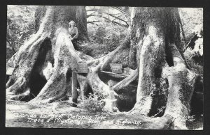 Octopus Tree Mystery Park Redwood Highway CA RPPC Unused c1940s