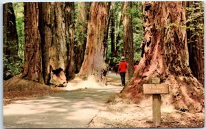 Cathedral Grove, Muir Woods National Monument - Mill Valley, California