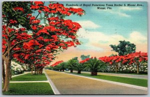 Vtg Florida FL Hundreds Of Royal Poinciana Trees Border S. Miami Avenue Postcard