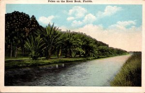 Florida Palms On The Riverbank