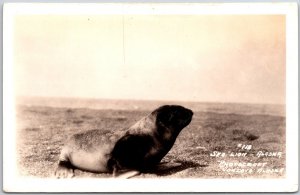 Sea Lion Alaska AK Sea Creatures Real Photo RPPC Postcard