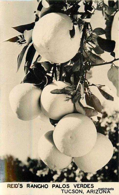 1940s Farming Agriculture Reid's Rancho Palos Verdes Tucson Arizona RPPC 6828