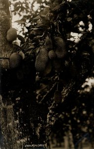 PC CPA SINGAPORE, CHEMPEDAK FRUIT, VINTAGE REAL PHOTO POSTCARD (b11990)