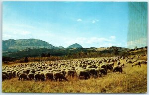 M-16060 Band of sheep in Montana