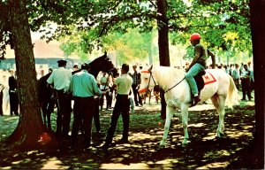 New York Saratoga Race Track Horses In The Paddock