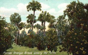 Vintage Postcard 1910's Orange Grove Fruit Trees Farm Among The Palms Florida FL