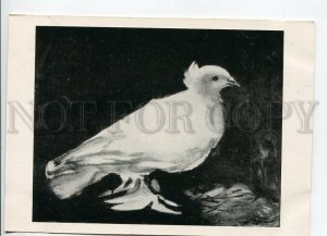 465807 USSR 1961 year France Pablo Picasso Peace Dove pigeon postcard