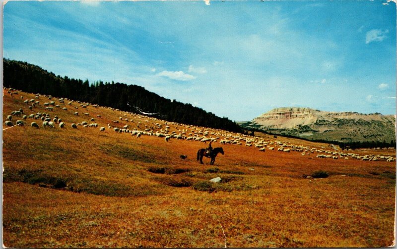 Band of Sheep, Herder, Dog Beartooth Mountains Montana Postcard