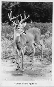 Deer Temiskaming, Quebec Deer Postal Used Unknown real photo
