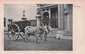 Penang Old Cattle Transport Cart Malaya Malaysia Antique Postcard