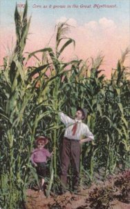 Giant Corn As It Grows In The Great Northwest