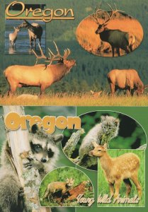 Oregon Raccoon Elks Baby Cats Kittens 2x USA Postcard s