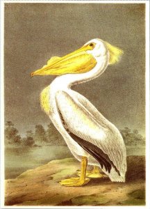2~4X6 Postcards  WHITE PELICAN & GREAT BLUE HERON  1987 John Audubon Birds