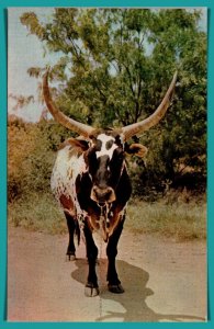 Texas - I'm A Texas Longhorn - [TX-145]