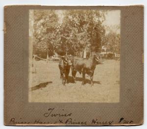 Algona Iowa Twin Cows Real Photo Antique Non Postcard J74694