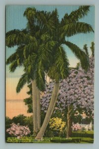 Royal Palms and Purple Bougainvillea In The Sunshine State, Florida Postcard