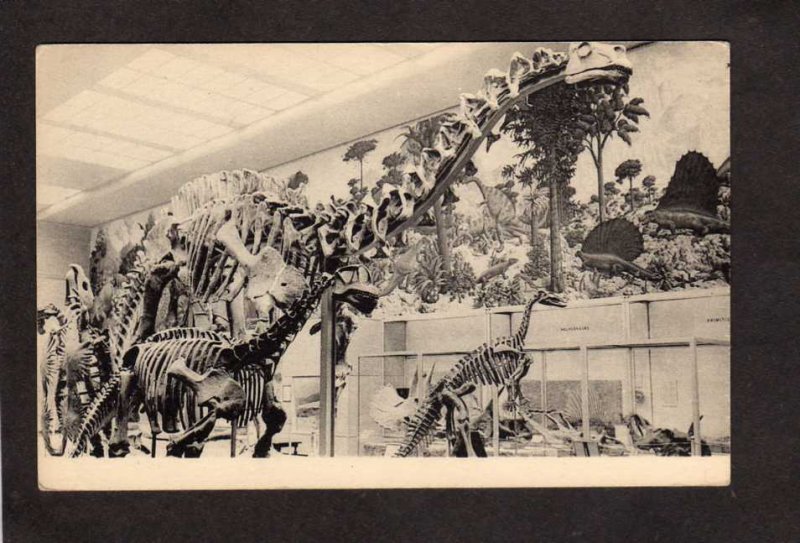 CT Dinosaurs Reptiles Museum Yale University New Haven Connecticut Postcard