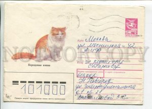 447646 USSR 1989 Artsimenev Persian cat passed post office in Nizhny Novgorod