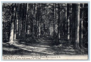 1908 Enchanted Woods Scene North Conway New Hampshire NH Posted Trees Postcard