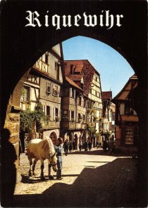 B109399 France Riquewihr Le Rue du General de Gaulle Street Horse Chevau